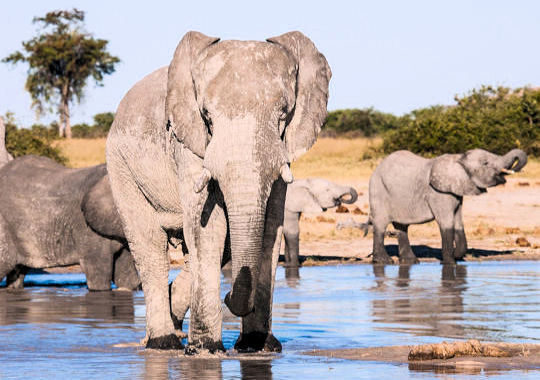 Drinkende olifanten bij het Chobe National Park in Botswana