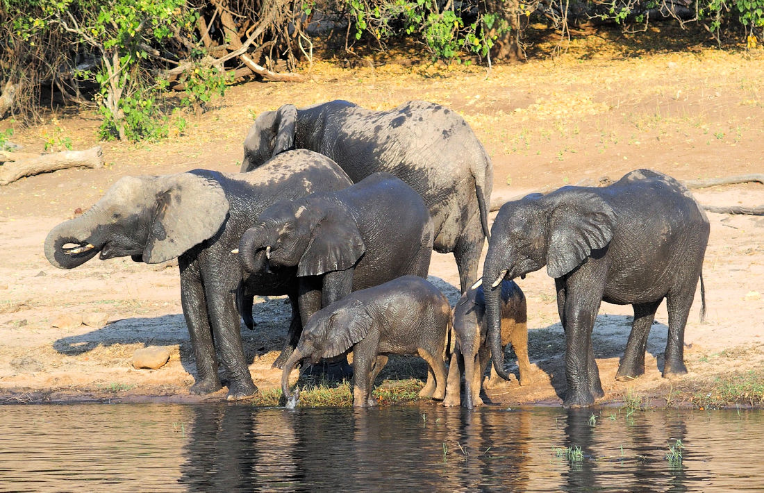 Drinkende olifanten in het Chobe National Park in Botswana