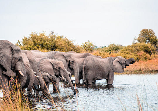 Drinkende troep olifanten in het Chobe National Park