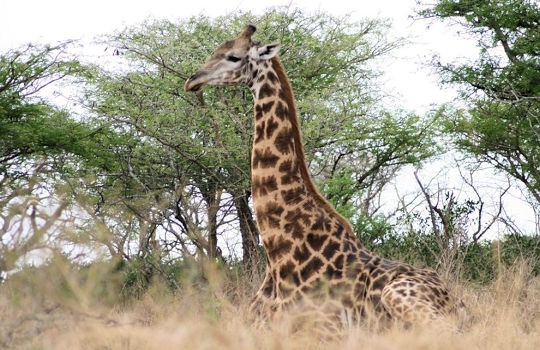 Giraffe in het Kruger Park in Zuid Afrika