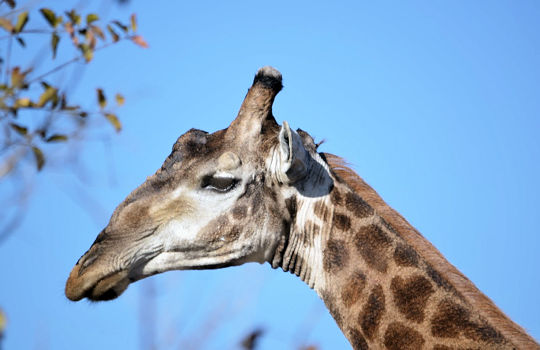 Giraffe tijdens huwelijksreis in Zuid Afrika