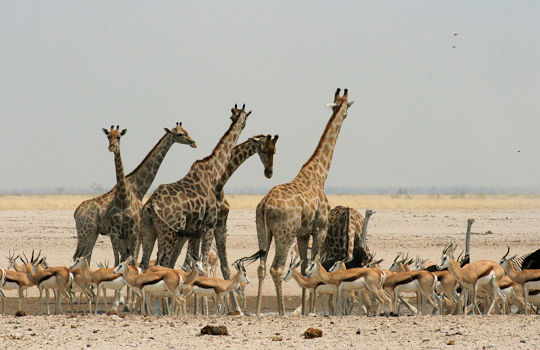 Giraffen en antilopen in Etosha National Park in Namibie