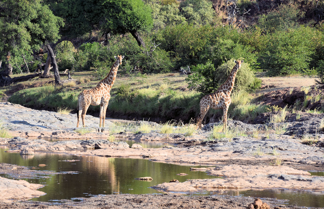 Giraffen tijdens safari in het Tuli Block in Botswana