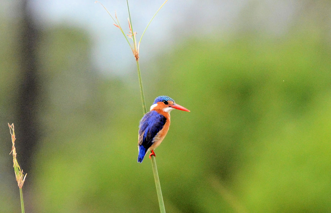 IJsvogel in het Morem reservaat in Botswanai
