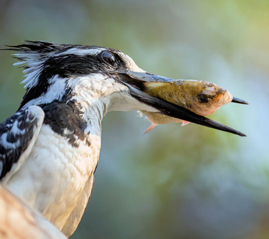 IJsvogel met visje in de Okavango delta