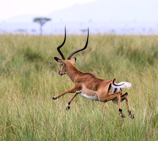 Impala tijdens fly in safari reis in Kenia