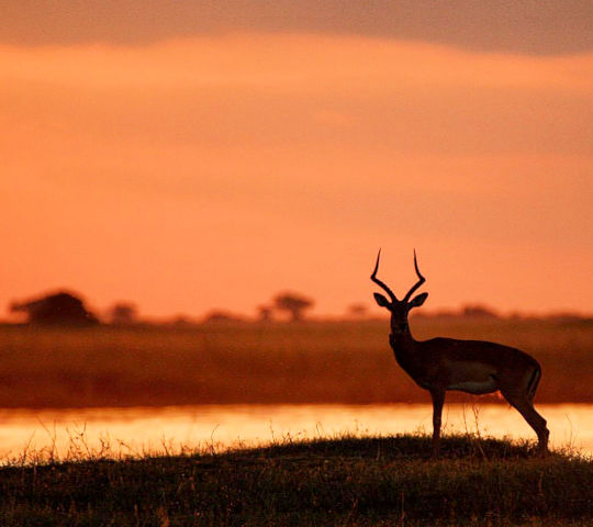 Impala tijdens luxe safari reis in Botswana