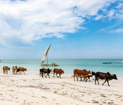 Koeien op het strand van Zanzibar