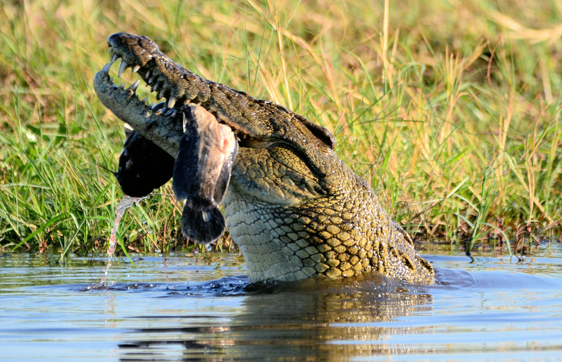 Krokodil in de Chobe rivier tijdens reis in Botswana