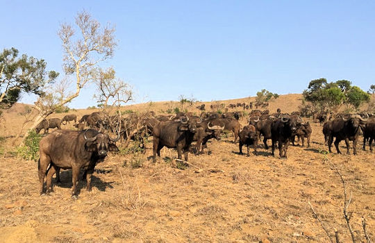 Kudde buffels tijdens safari in Zuid Afrika