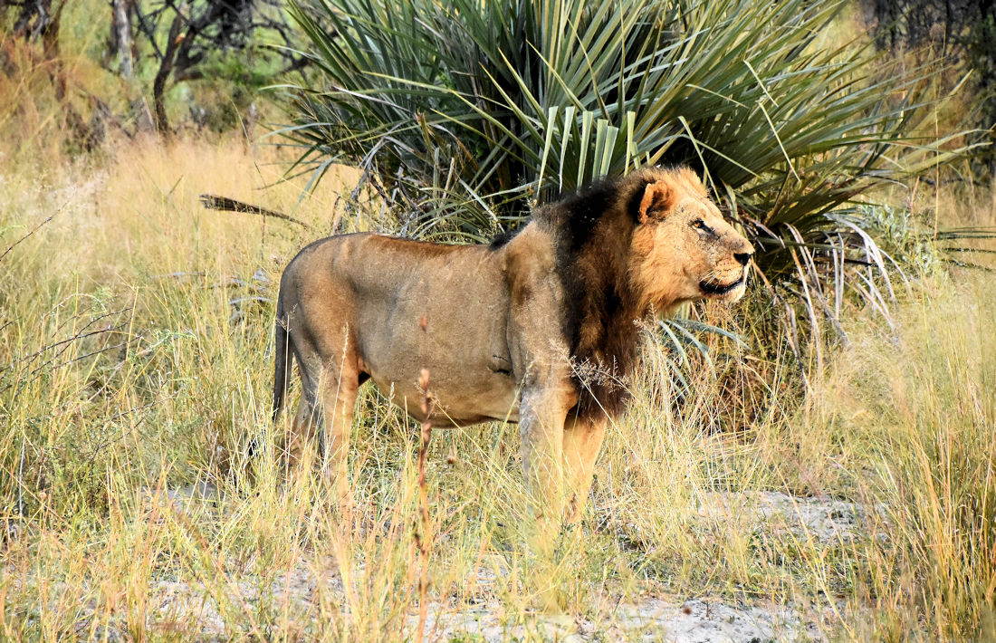Leeuw tijdens safari in de Okavango Delta