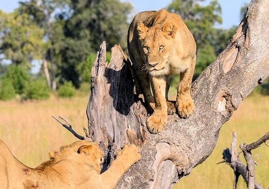 Leeuwen in de Okavango delta tijdens safari in botswana