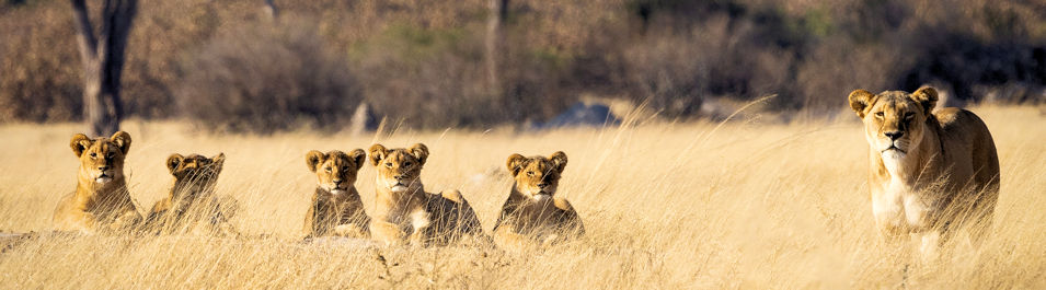 Leeuwen in het Hwange National Park in Zimbabwe