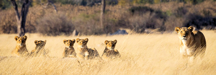 Leeuwen in het gras bij Hwange National Park in Zimbabwe
