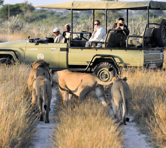 Leeuwen op jacht bij safari bij luxe reis Botswana