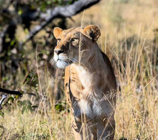 Leeuwin tijdens safari in Botswana