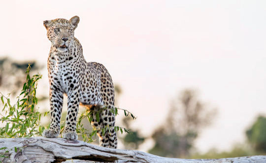 Luipaard tijdens groepsreis in Botswana en Zimbabwe