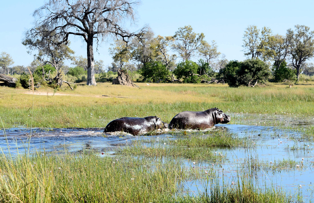 Nijlpaarden in de Okavango Delta