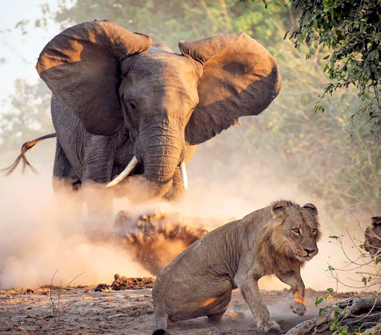 Olifant en leeuw tijdens luxe fly in safari vakantie in Botswana