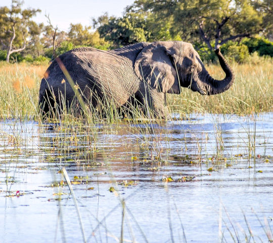 Olifant in de Okavango Delta