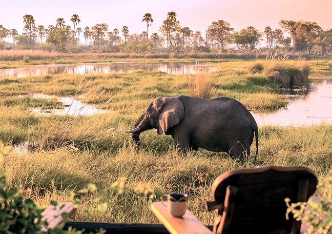 Olifant in de Okavango Delta