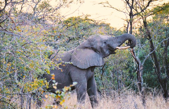 Olifant in het Kruger Park tijdens vakantie in Zuid Afrika