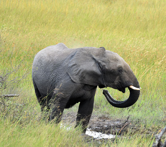 Olifant ini de Okavango delta tijdens safari in Botswana