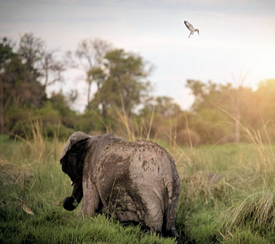 Olifant met vogel tijdens safari in Botswana