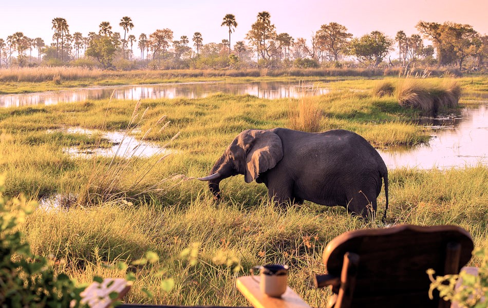 Olifant tijdens verblijf in de Okavango Delta