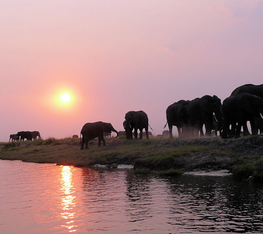 Olifanten bij het Chobe National Park