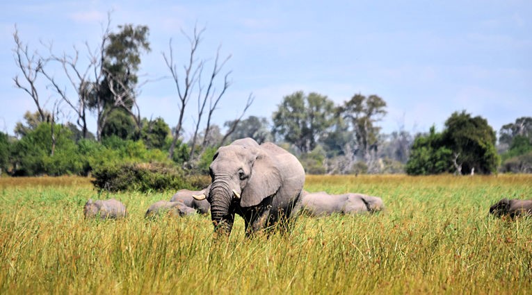 Olifanten in de Okavango delta in Botswana