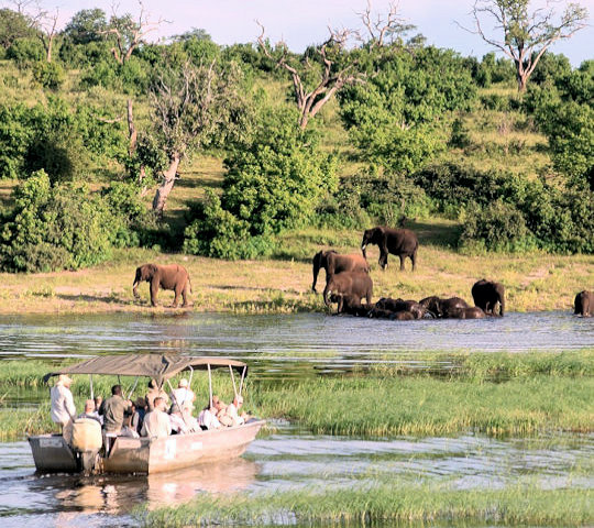 Olifanten tijdens bootsafari bij het Chobe National Park