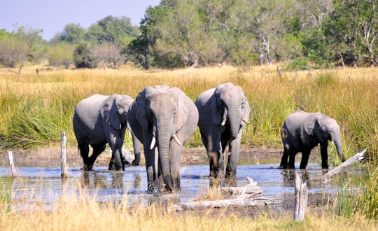 Olifanten tijdens safari in de Okavango delta in Botswana