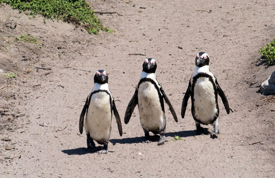 Pinguins bij Boulders beach in Zuid Afrika