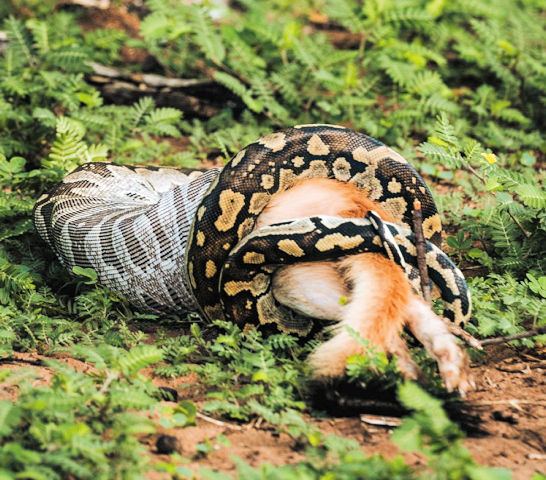 Python met prooi tjidens safari in Botswana