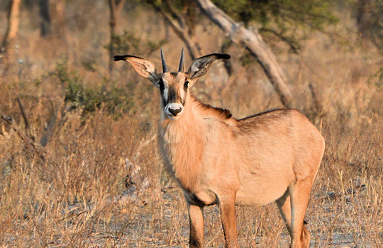 Roan antilope tijdens groepsreis naar Botswana