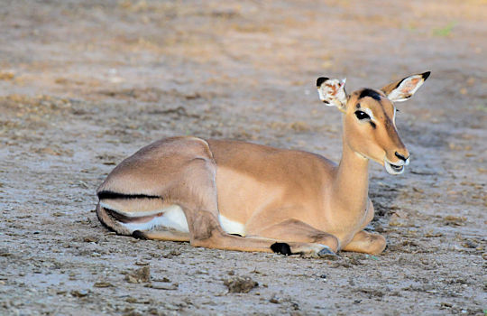 Rooibok tijdens safari in Zuid Afrika