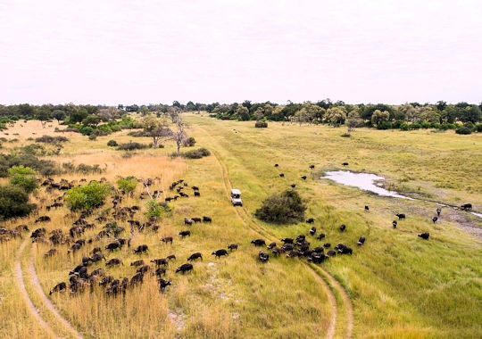 Safari in het Moremi reservaat in botswana