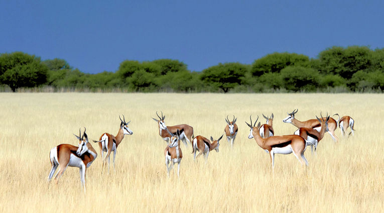 Springbokken in de Kalahari woestijn in Botswana