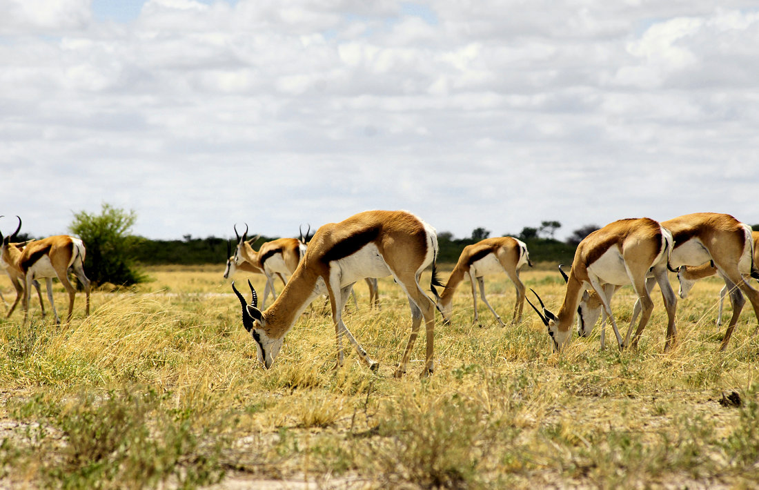 Springbokken in het Central Kalahari Game Reserve