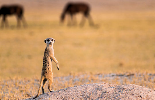 Stokstaartje tijdens reis door Namibie