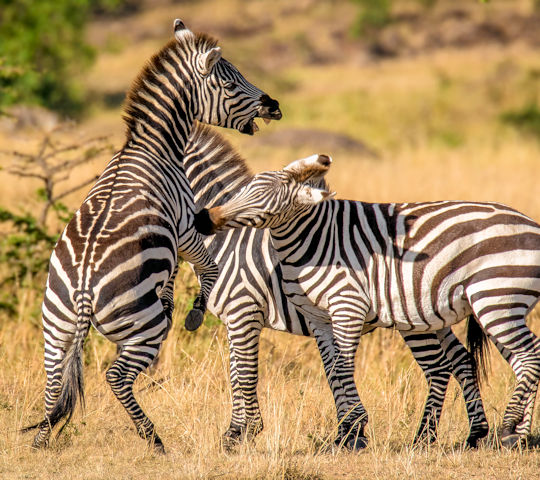 Vechtende zebra's tijdens fly-in safari reis in kenia
