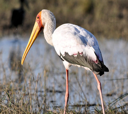 Vogel bij Sowa zoutpan in Botswana