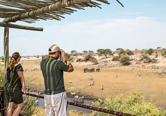 Wild observeren tijdens luxe huwelijksreis in Botswana