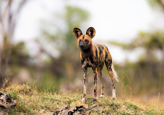 Wilde hond tijdens safari in Botswana bij luxe reis