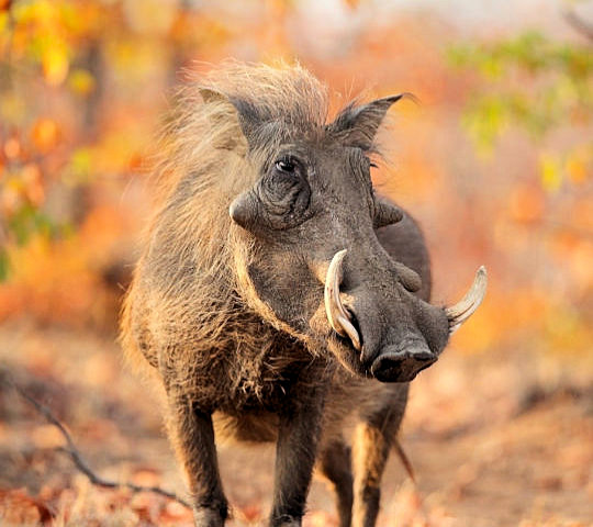 Wrattenzwijn tijdens safari in Hwange National Park in Zimbabwe