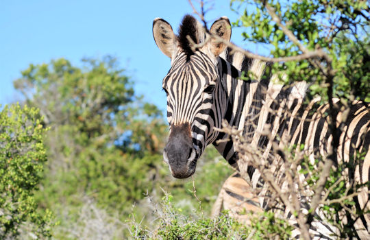 Zebra in Addo Elephant park in Zuid Afrika
