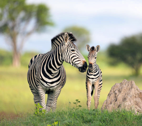 Zebra met veulen in de Okavano delta bij luxe reis Botswana