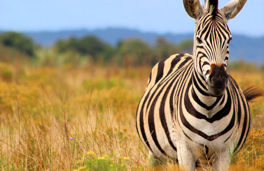 Zebra tijdens safari in Zuid Afrika