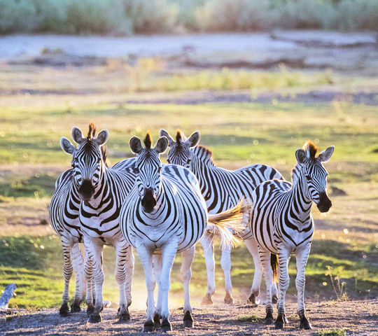 Zebra's bij de Boteti rivier in Botswana